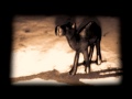 Click here to watch this video Camel Karma - animated short film