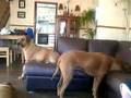 Ridgebacks on the furniture!