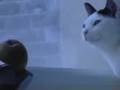 videos de turtle