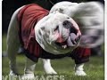 Georgia Bulldog gets TAILSMACKed!