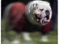 Georgia Bulldog gets TAILSMACKed!