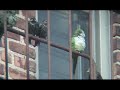 Quaker Parrot Repels Starlings