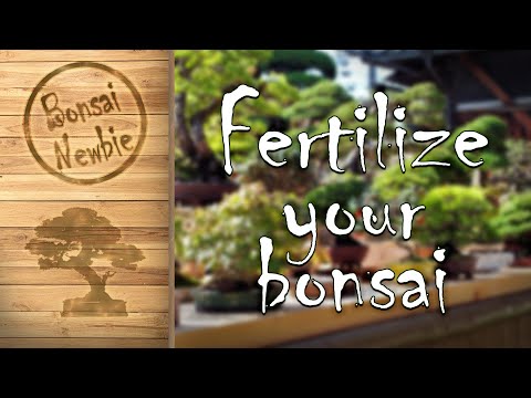 how to fertilize juniper bonsai