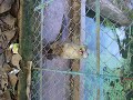 Weird Animal in Cambodia