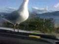 Bellerive beach Hobart Tasmanian Seagulls tripping.3gp