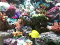 Marine Tank 11