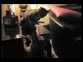 Cat Beats up Dog Cat Beats up Dog