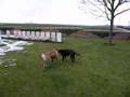 Boerboel video