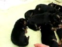 German Shepherd Puppies - one day old