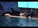 Sea World Songs