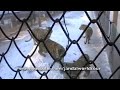 siberian tiger park, harbin, china