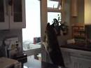 my german shepherd opening the doors
