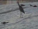Crane
