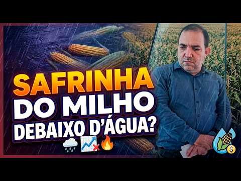 Safrinha do milho debaixo d'água? O impacto das chuvas de junho no ritmo do mercado.