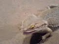 Beardie Eating