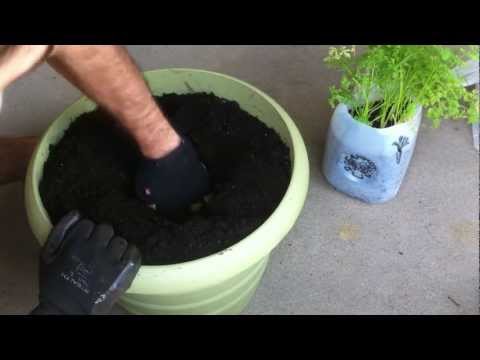 how to replant carrots