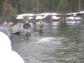Yakutat Steelhead - YouTube