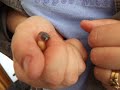 Gouldian finch baby 2 days Gouldian finch baby 2 days