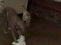 videos de Little dog can hold her own