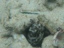 Tilefish clearing his hole!!