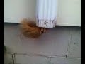 squirrel stuck in downspout