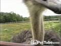 Ostrich Examines and Tastes Camera