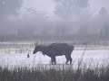 Sultanpur - the end of winter