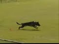 Schutzhund (German for \"protection dog\") Miro Schutzhund (German for \"protection dog\") Miro