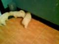 videos de los trastos