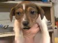 sandy funny mother hubbard by k9oggy