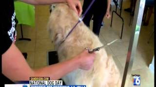 NATIONAL DOG DAY CHANNEL 6 NEWS with Sydnee's Pet Grooming