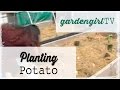 Planting Potato