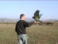 vuelo guacamayo vuelo guacamayo