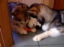 Alaskan Malamute, Luna i Kiba