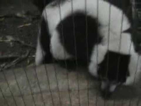The Freindly Lemur