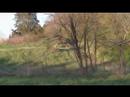 Deer on the Farm