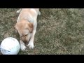 Willow And Her Soccer Ball - Part 1