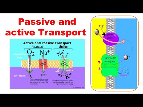 Active and passive transport #biology #biochemistry