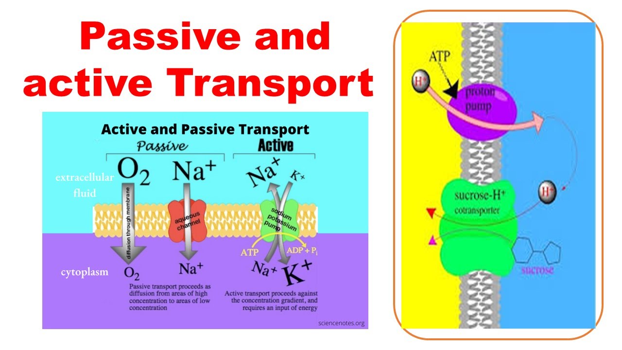 Active and passive transport #biology #biochemistry