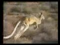 Hot Shot Cricket / Kangaball