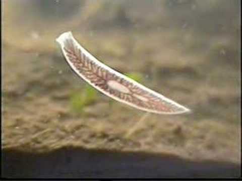 White flatworm sequel 9 november 2006