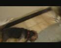 In beslag genomen honden te Remicourt. (deel2)
