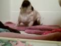 videos de Pug vs Blow Dryer