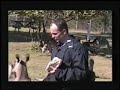 Coala e Cangurus Coala e Cangurus