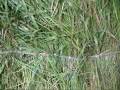 make a Johnson grass hut for shelter, survival wilderness