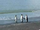 Threesome at the Beach