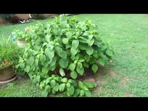 how to replant a hydrangea