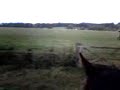 Me Jumping 15.2 Mare \" Megal \"