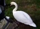Swan in Wales