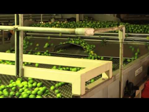 how to harvest key limes